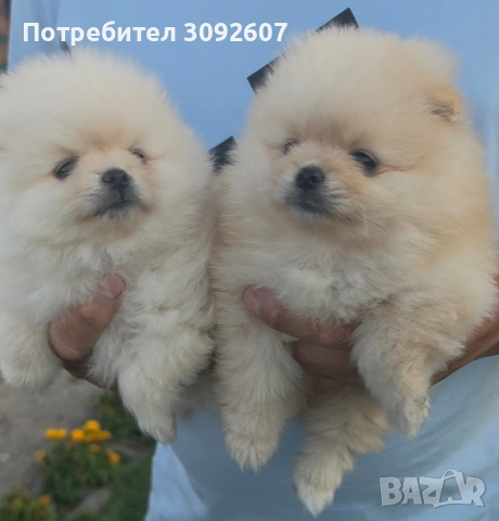 Померани мъжки и женски, снимка 2 - Померан - 55142649