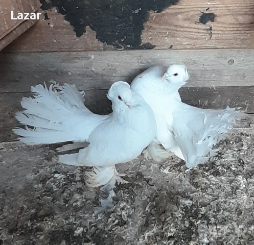 Продавам Бели омски, снимка 4 - Гълъби - 54334499