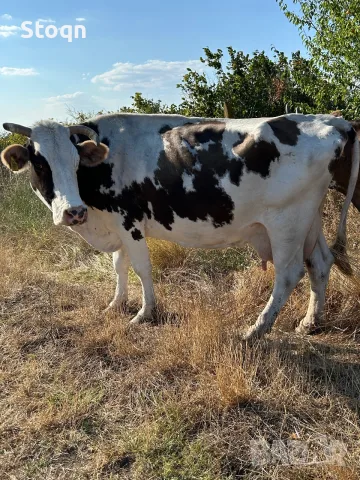 Продавам 2 Крави , снимка 2 - Крави - 55659544