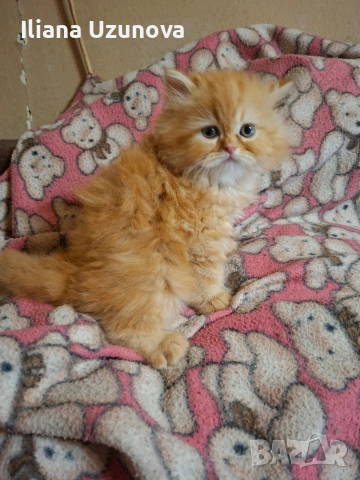 Уникално персийско котенце , снимка 4 - Персийска - 54730781