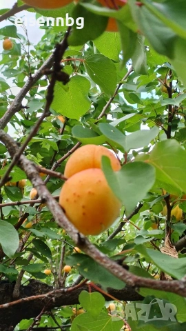 Кайсии за ракия , компоти, сок и сладка Сорт Унгарка и Маркулещи, снимка 3 - Други - 55138628