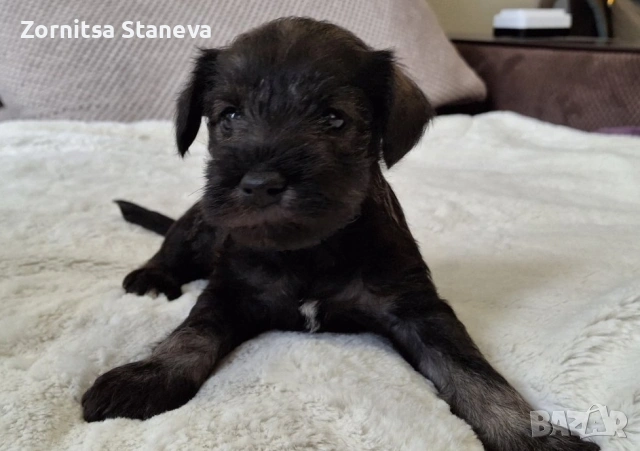 Мини (цверг) шнауцери, снимка 6 - Други - 54016098