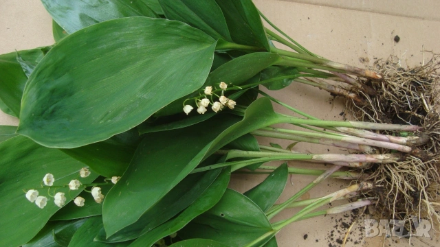 Момина сълза ( Convallaria majalis), снимка 2 - Градински цветя и растения - 54185776