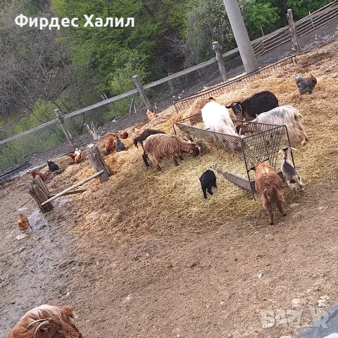 Продавам агнета, снимка 2 - Овце - 55700171