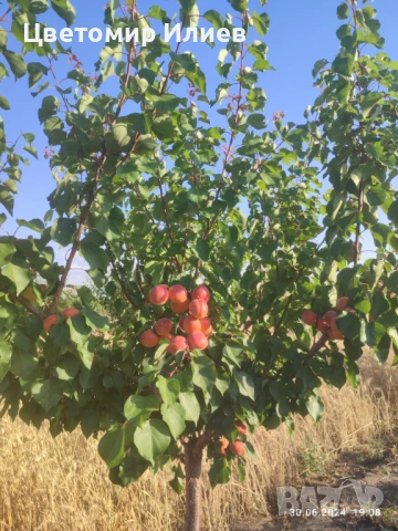Кайсии, различни сортове, снимка 2 - Домашни продукти - 54846812