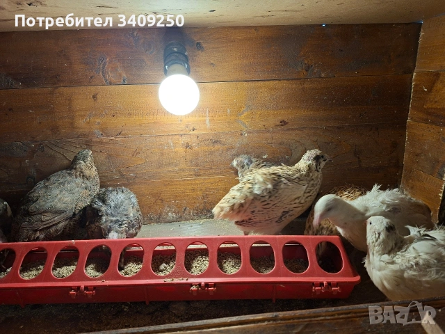 Женски пъдпъдъци носачки, снимка 7 - Други - 53997779