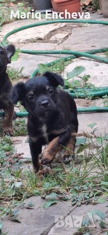 Малки кученца. 🐶🐶🐶