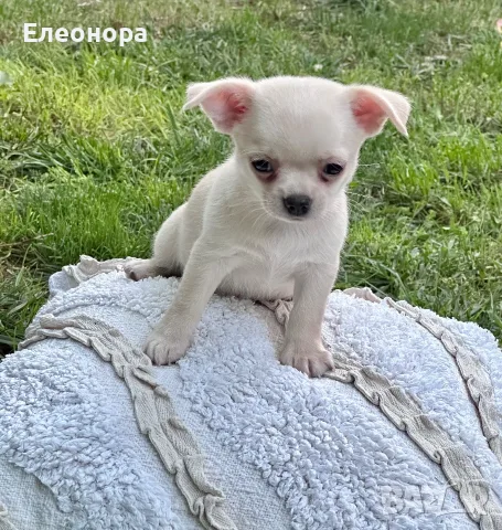 Прекрасно Мъжко Чихуахуа Момче , снимка 2 - Чихуахуа - 55505946