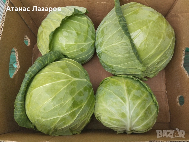 Продавам Ранно Зеле-Конкърър