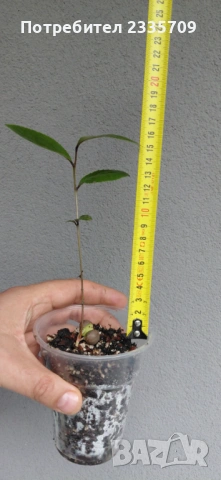 Чаен храст (Camellia sinensis) - растения, снимка 2 - Градински цветя и растения - 53612418