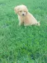 Малтипу/Maltipoo, снимка 2