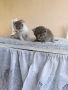 Подарявам две малки котенца , снимка 2