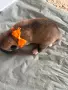 Америкаска акита кученца, снимка 5