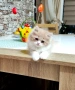 Персийски котета, снимка 3