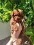 Пудел Той/Poodle Toy, снимка 6