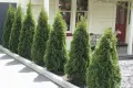 Западна туя Смарагд (Thuja occidentalis Smaragd), снимка 7