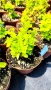 Берберис Мария, Berberis thunbergii ‘Maria'!!!, снимка 10
