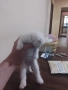 продавам шотландски клепоухи котета мъжки, снимка 6