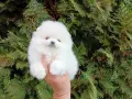 Бели мини Померани. Реални снимки !!!, снимка 6