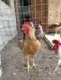 Продаваме домашни петли, снимка 2