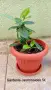 Гардения Gardenia jasminoides, снимка 1