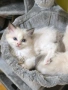 Ragdoll Cats / Регдол Котенца , снимка 7
