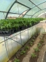 Разсад домати Нови Искър, снимка 2