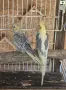 чифт папагали корели, снимка 1