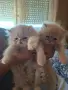 Уникални персийски котенца , снимка 1