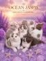 Британски котки , снимка 4