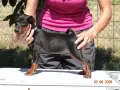 Миниатюрен Пинчер / zwergpinscher, снимка 2