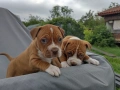 Американски питбул териер ,,Ред ноус''(American pitbull terrier Red nose), снимка 1