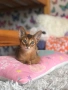 СУПЕР КОТЕНЦА НА СУПЕР ЦЕНА.АБИСИНСКИ КОТЕНЦА, снимка 3