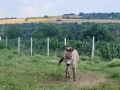 Магаре, снимка 3