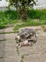 XL American bully, снимка 3