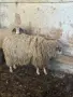 Продавам овен 2 бр, снимка 4
