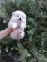 Бяло момченце. Померан. , снимка 2