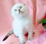 Шотландско мъжко Скоттиш Фолд , снимка 4