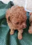 Продавам кученца померански шпиц и мини пудел , снимка 9