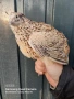 Пъдпъдъчи яйца, оплодени и за консумация , снимка 3