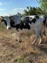 Продавам 2 Крави , снимка 2