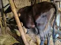 3 млечни кравии, снимка 4