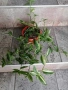Продавам различни цветя, снимка 6
