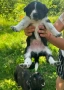 Куче, снимка 9