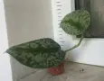Сциндапсус “Екзотика”, снимка 1