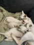 котета канадски Сфинкс , снимка 2