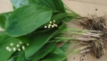 Момина сълза ( Convallaria majalis), снимка 2