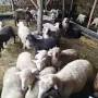 Продавам агнета, снимка 3