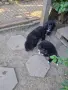 Каракачанско куче , снимка 3