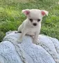 Прекрасно Мъжко Чихуахуа Момче , снимка 2